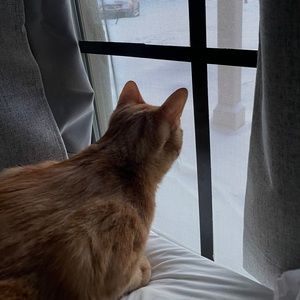 Meet your Posher, Ashton